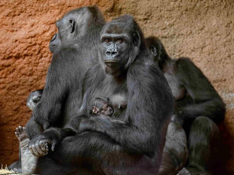 Praskie zoo - jedno z najpiękniejszych na świecie